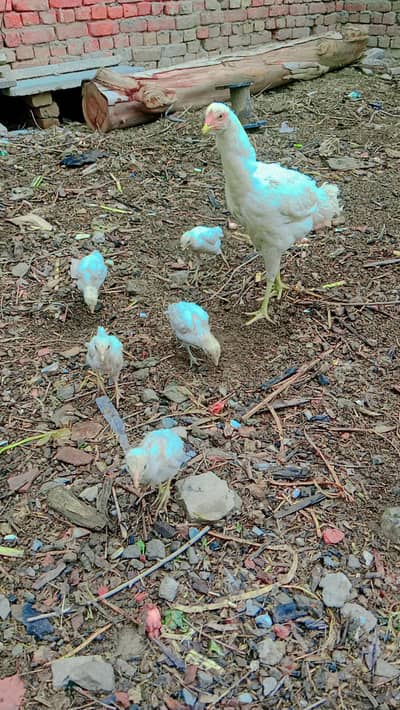 Aseel Thai burmi cross and dregon chicks Thai and Shamo heera chicks