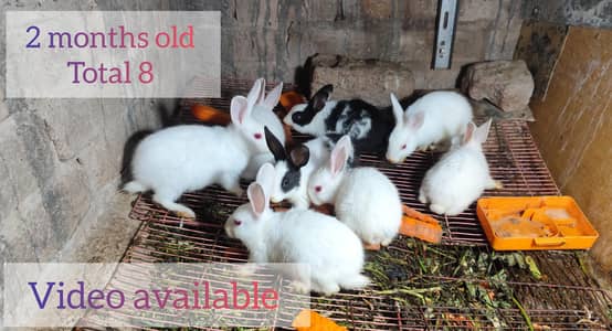 beautiful white red eyes rabbit pairs, bunnies in reasonable price