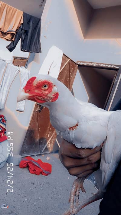 paper work murgi Hira 7k Pakistani murga Pakistani murgi mushki