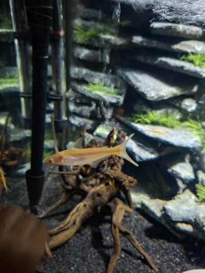 shark, danio zebra, siphon pump, magnetic cleaner