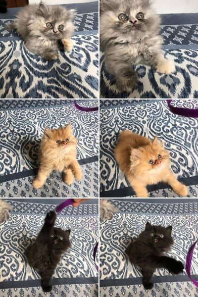 Extreme Punch Face Kittens available for sale