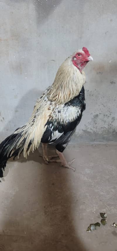 Jawa Aseel Breeder Male