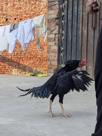 pure Heera lasani or muska male for sale