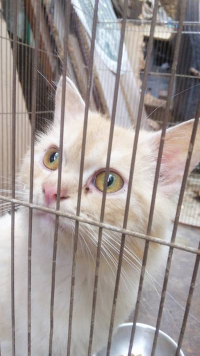 persian cats for sale triple coat