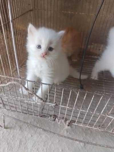 pairsian helthy and active male female kitten for sale