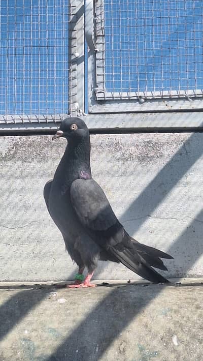 male pigeons , young pathy pathiyan & 10 saf pathy pathiya available