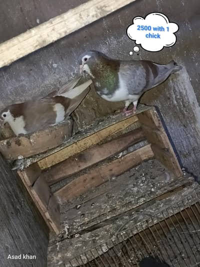 lal bun ghandedar sherazi  pair khal guliar pair