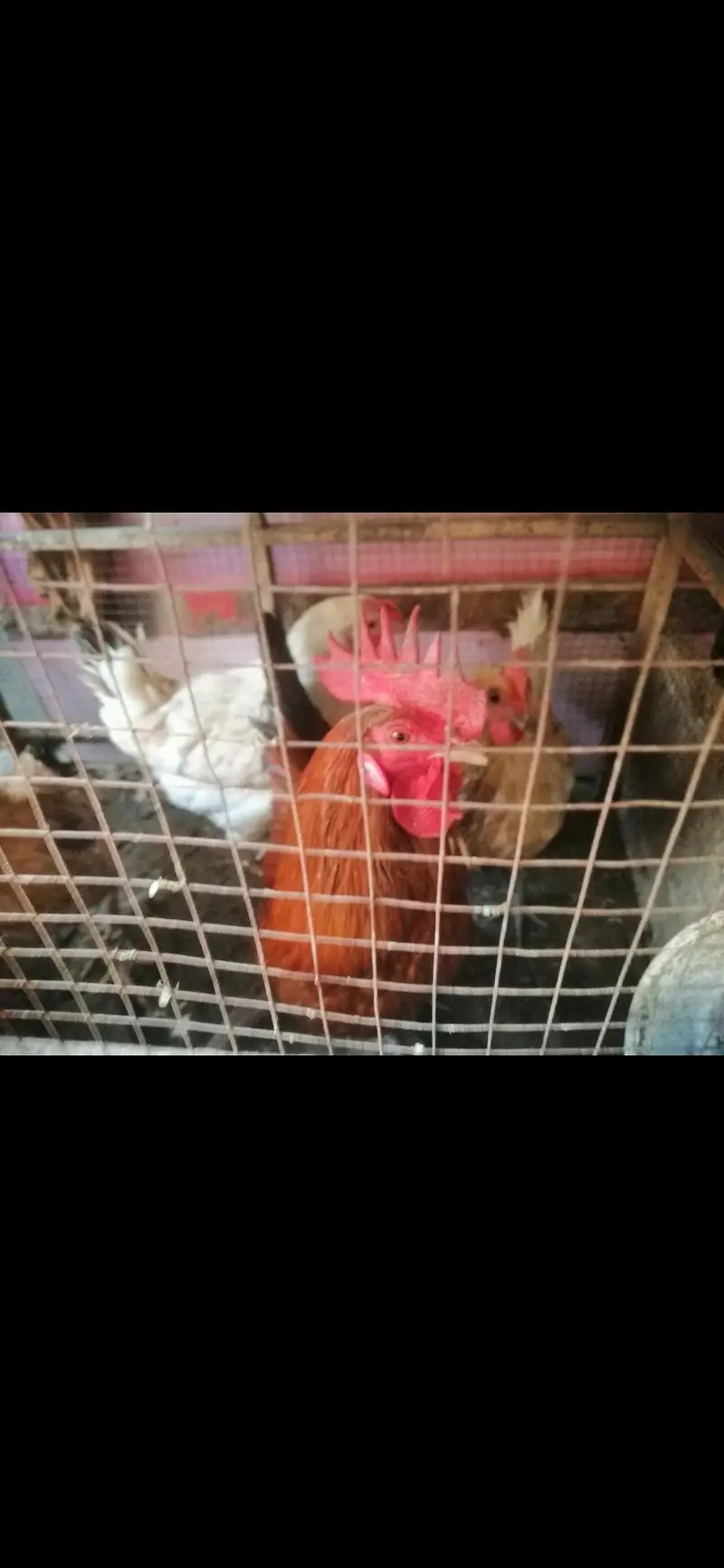 desi murga and murgia for sale — photo 2