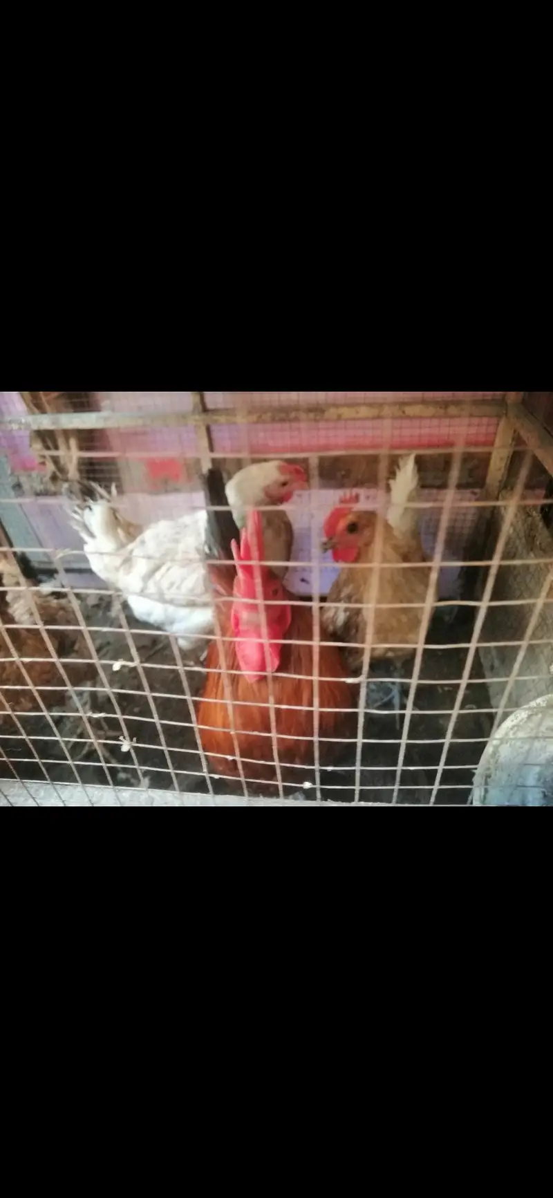desi murga and murgia for sale — photo 3