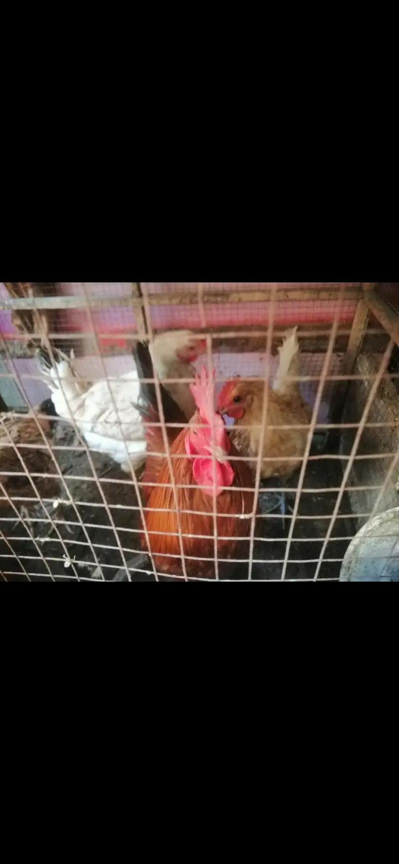 desi murga and murgia for sale — photo 5