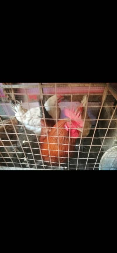 desi murga and murgia for sale