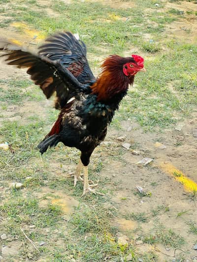 Muska And sawa murga