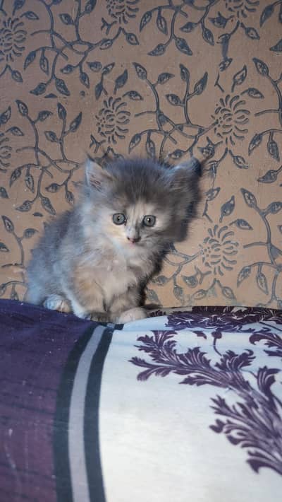 male and female pair he 2 month ka he