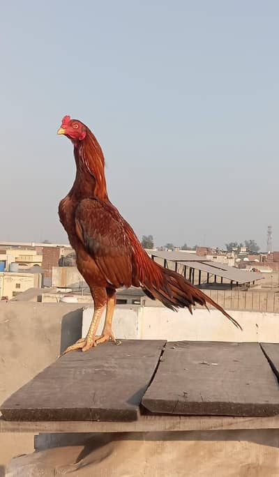 quality aseel peela patha