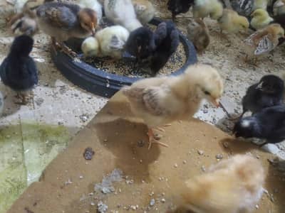 15 Days old Chicks Available