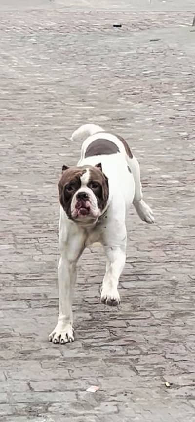 American bulldog Male
