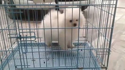 pomeranian puppies dog helthy and active for sale