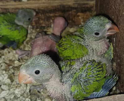 Green Parrot Chick