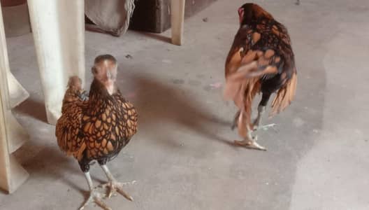 golden sebright 3 piece 1 female 2 male