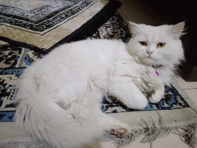 Persian cat (Doll face)-Male