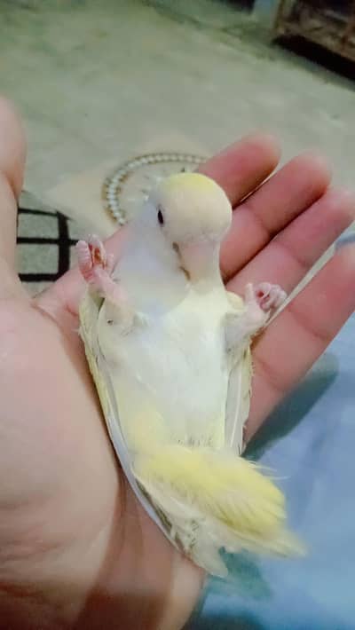 love bird family bird for sale