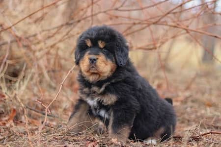 Tibetan Mastiff Female puppy available in Pakistan