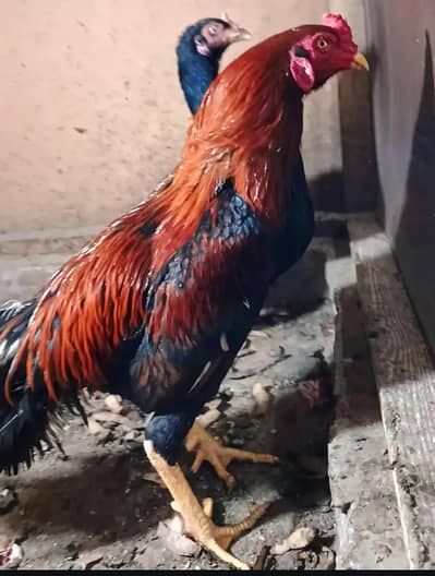 Aseel thai cross high quality for sale male 7000 female 6000