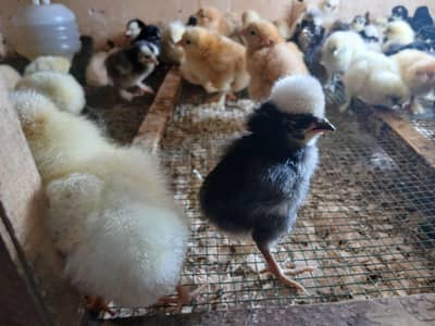 silki polish bentam golden buf day old chicks1