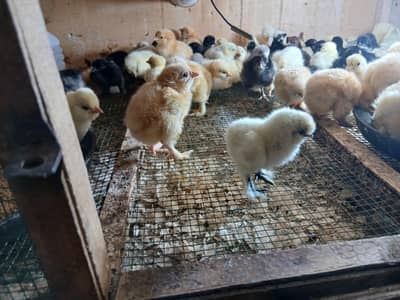 golden haveqy buff chicks