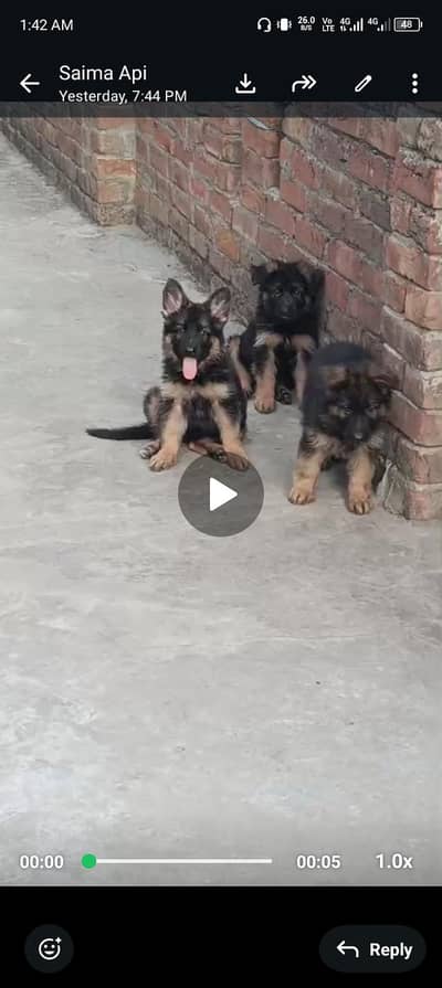 good and healthy puppies available