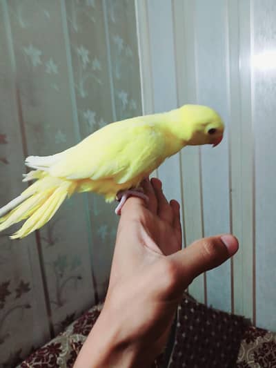 hand tame parrot