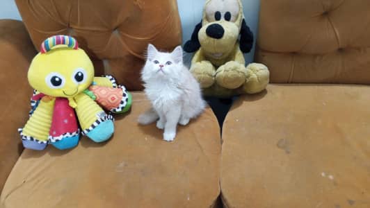 Pure Persian Premium Quality Semi Punch Face Kitten /Cat 