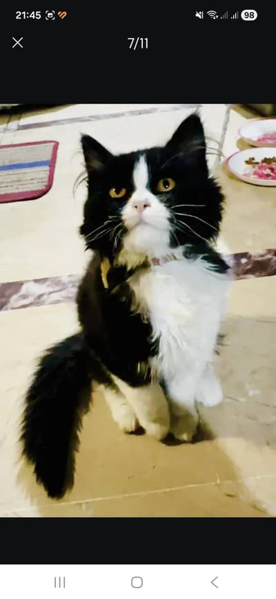 Persian kitten triple coated trained cat vaccine done