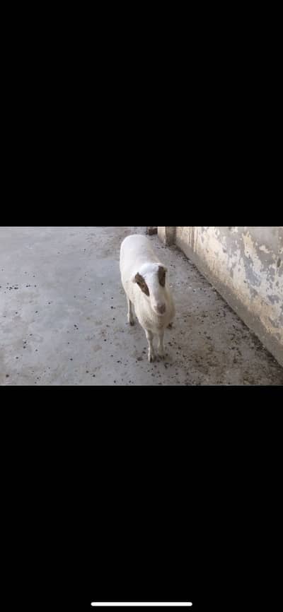 Beautiful sheep khassi