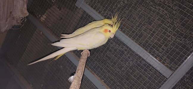 cocktail breeder pair for sale