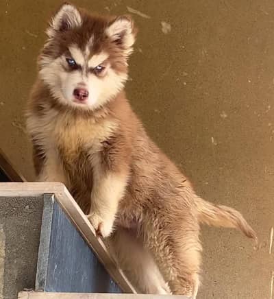 Alaskan Husky Brown Famle Puppy Eextreme Quality For Sale