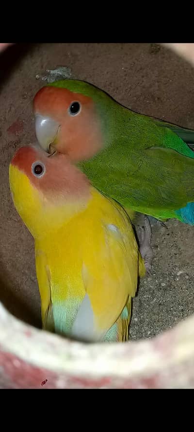 Love birds for sale  per pcs 1500