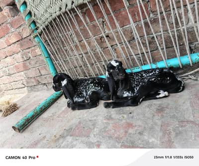 pure makhi chene sath do pathen hain 14 din ke bache hain