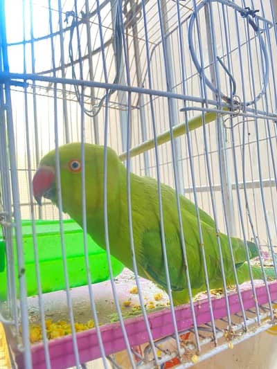Ringneck parrot speaking potential (needs training) for sale with cage