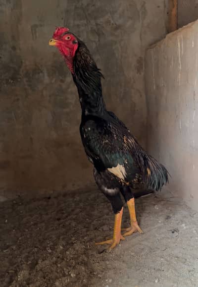 Aseel Shamo for sale age 2 year