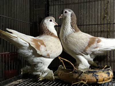 European bloodline lahore/ male