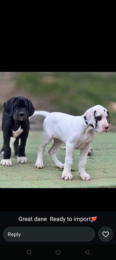 Great Dane Pup Male Female both Available