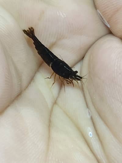 Aquarium Shrimp for Sale – Blue Dream, Black Rose, Blue Rili, Culls