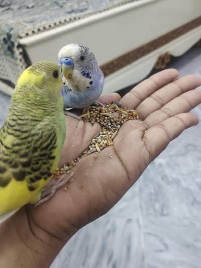 hand tame pair