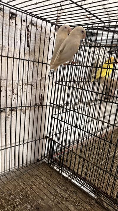 Love birds 10 pair for sale