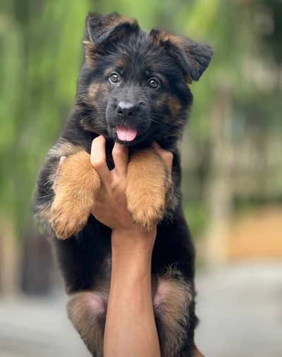 German Shepherd Long Haired Puppies
