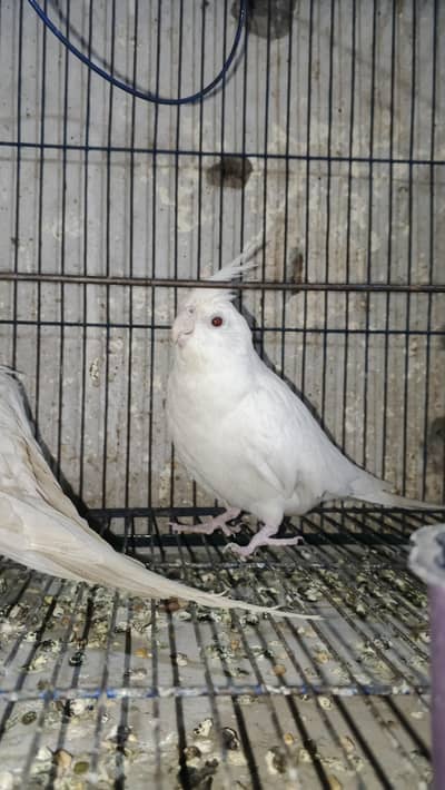 breeder pair For sale