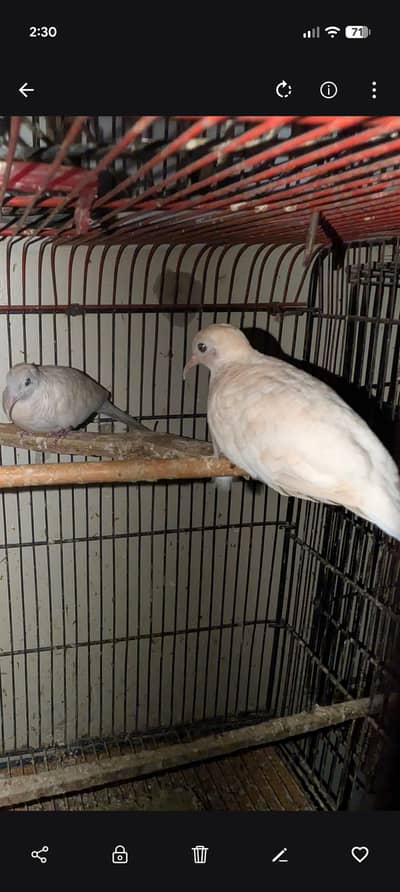 Albino zebra dove breeder pair for sale