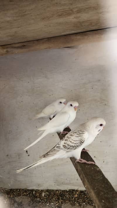 Red Eyes Fellow Bagies