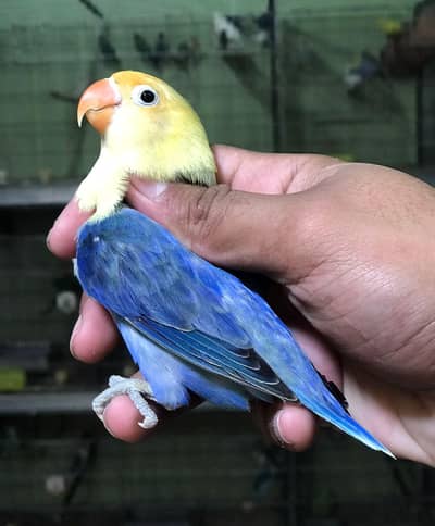 love birds available